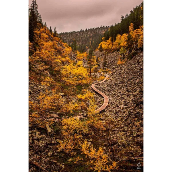 Autumn path- fineart