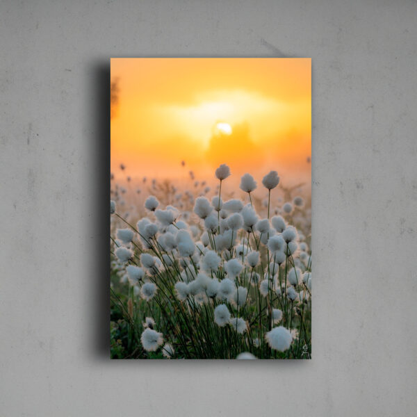 Tupasvillat aamusumussa