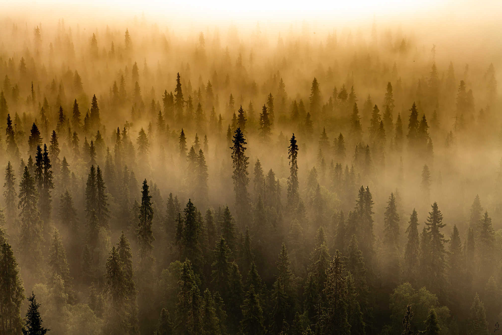 fir tops on the morning fog Kuusamo