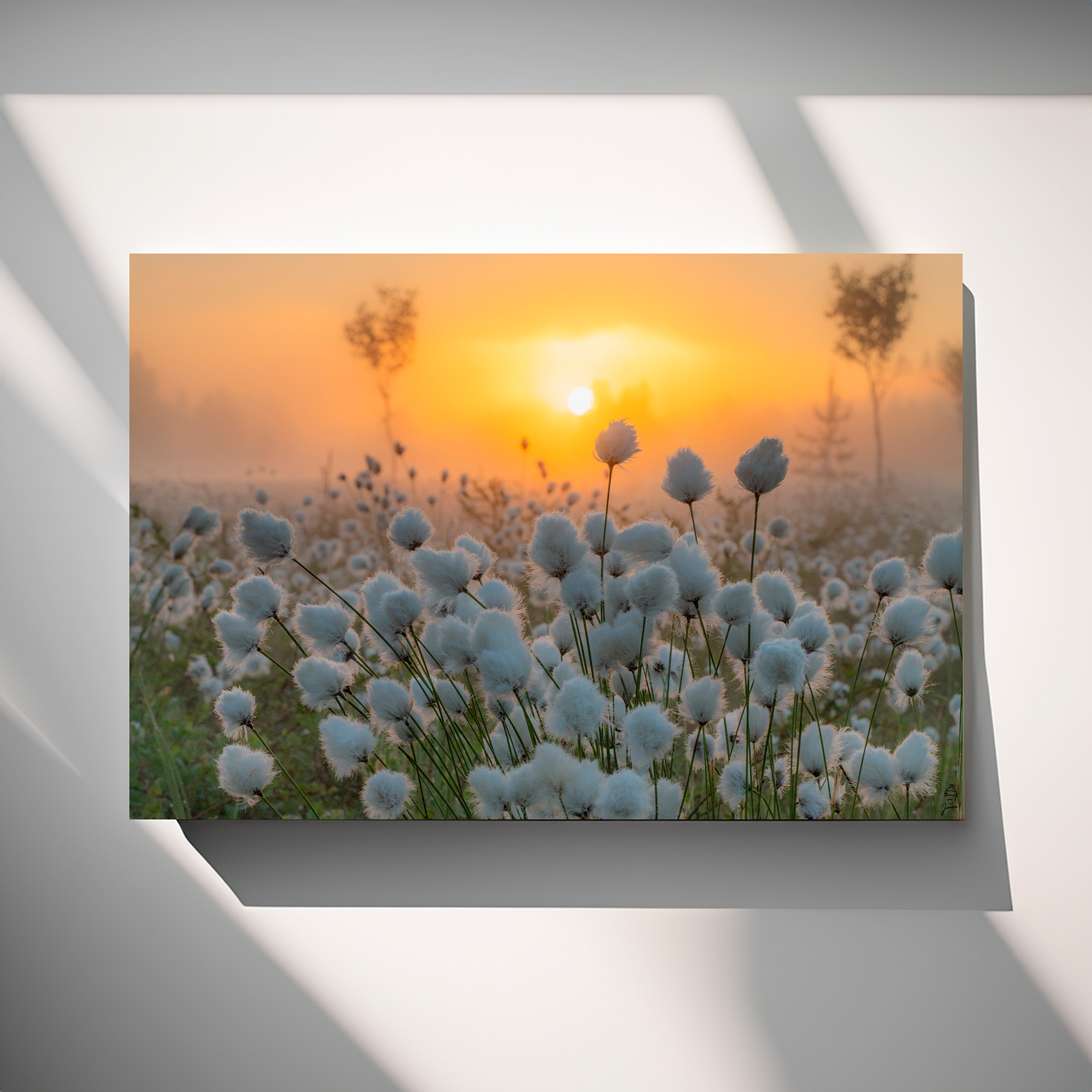 Gottongrasses on morning fog