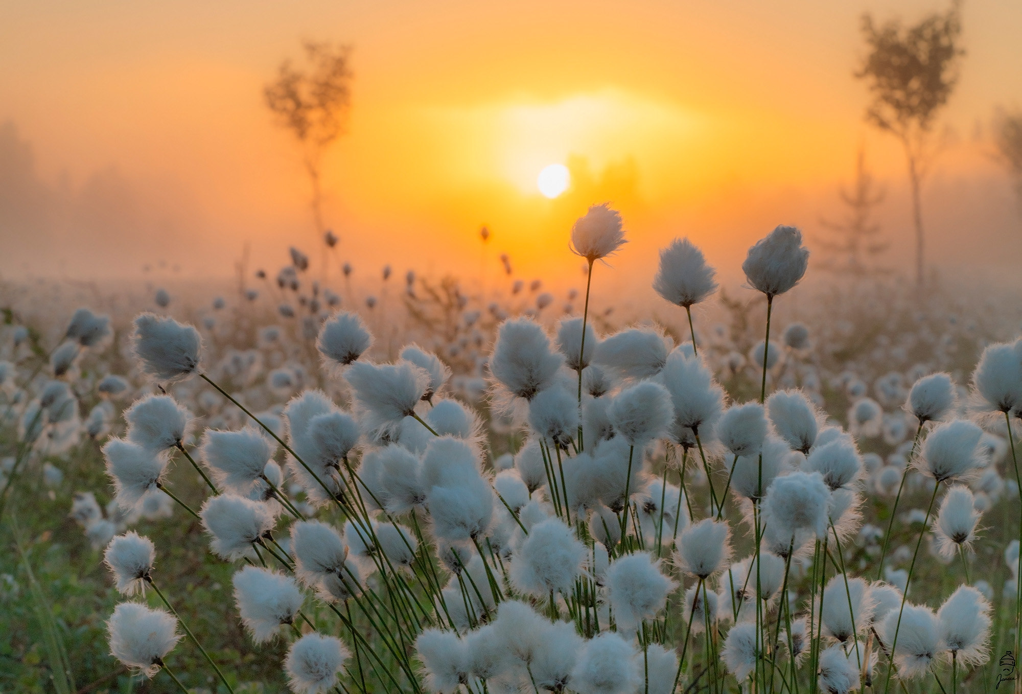 Gottongrasses on morning fog
