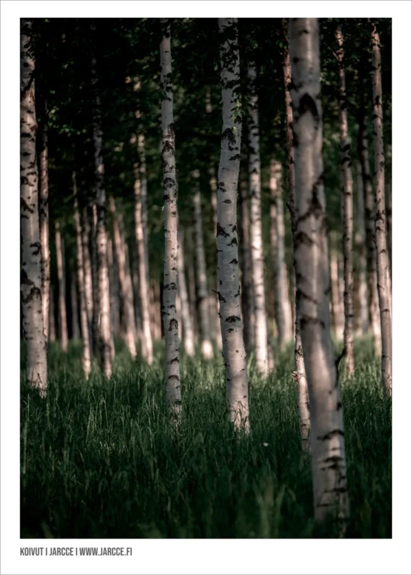 bIRCH FOREST