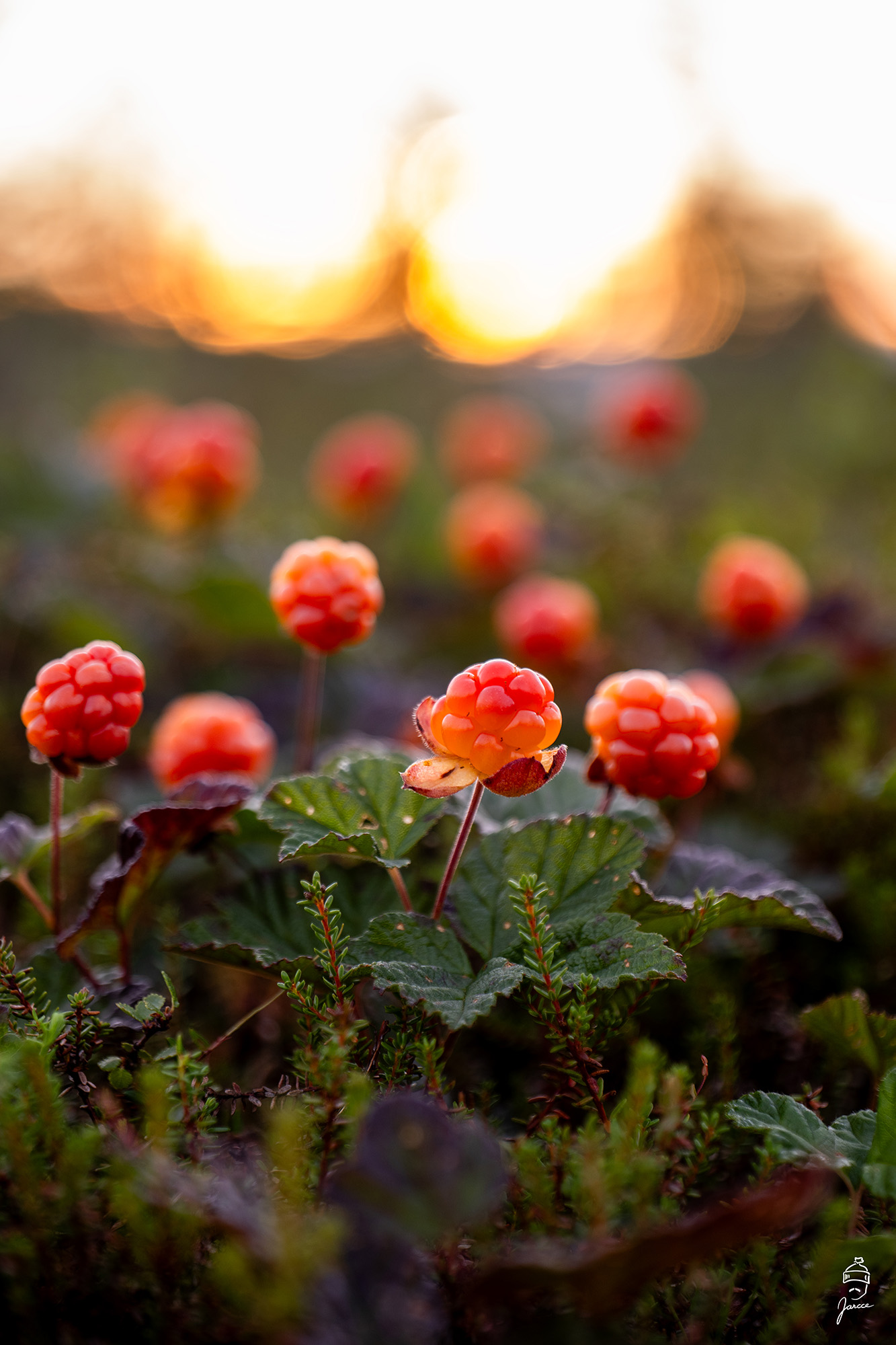 Kypsyvät hillat - Image 2