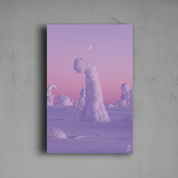 snowy trees Riisitunturi