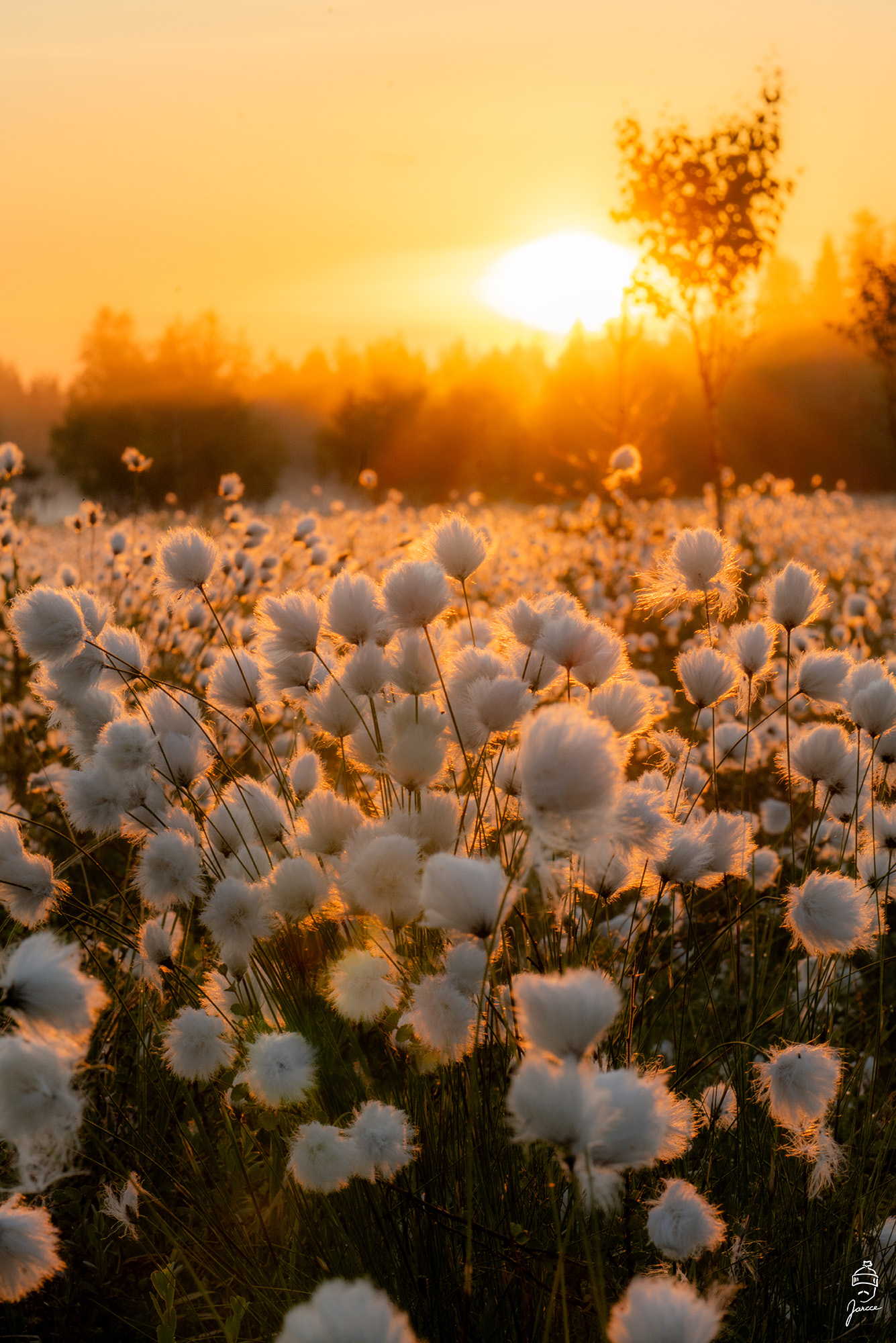 gottongrass on morning