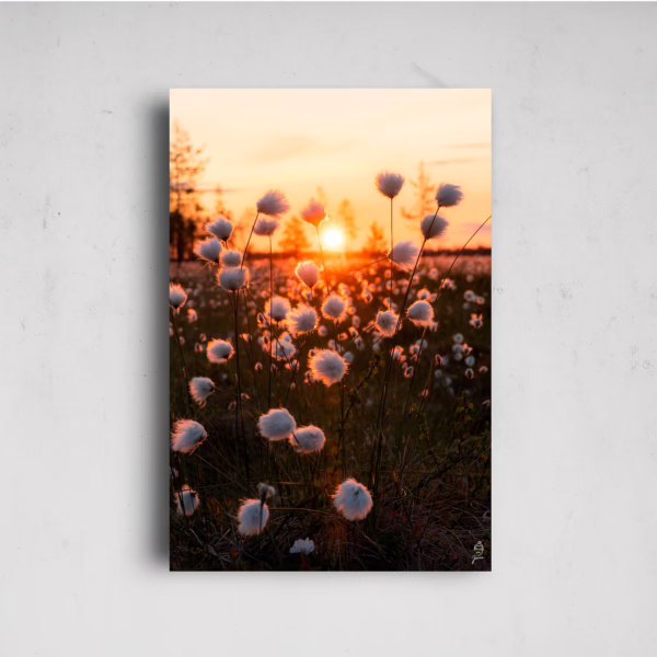 Fluffies on the sunset